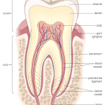 اصطلاحات دندانپزشکی